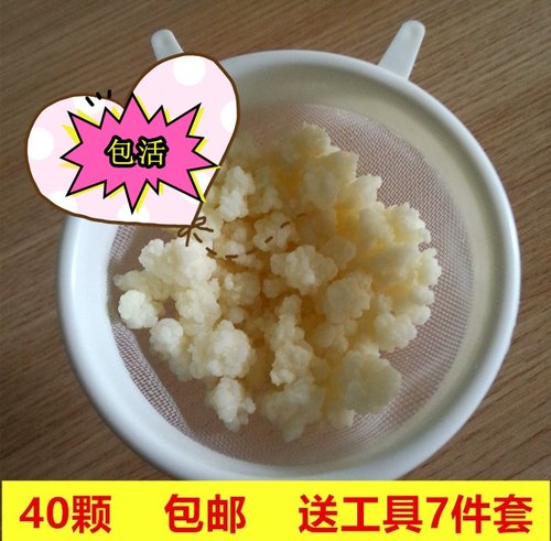 全国包邮！40颗天山雪莲菌藏灵菇菌自制酸奶菌种 奶开菲尔菌kefir