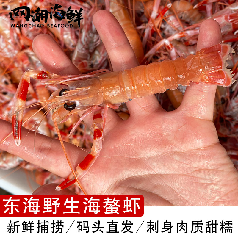 舟山舟山野生东海新鲜船冻螯虾