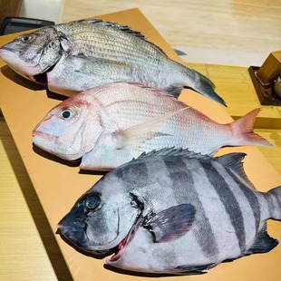 网潮舟山海钓鲜活放血条石雕 加纳鱼蓝点真鲷鱼黑格黑鲷 日料食材