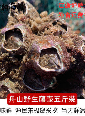 舟山海鲜藤壶野生红巨特大