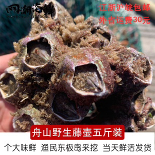 舟山海鲜 雀嘴蚝头簇火山口 藤壶 野生鲜活红巨藤壶 特大5斤 包邮