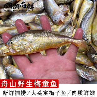 舟山小船细眼梅童 大头宝梅子鱼 新鲜梅童鱼1斤15-20条起各种规格