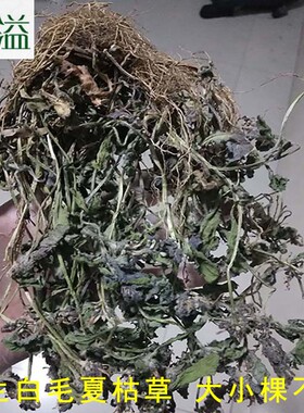 ys高山白毛夏枯草干 苦草干筋骨草 过冬青 散血丹中草药 整颗包邮