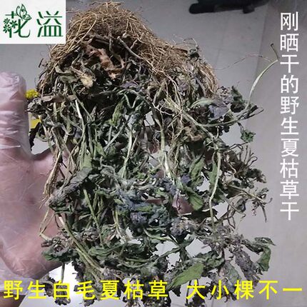 ys高山白毛夏枯草干 苦草干筋骨草 过冬青 散血丹中草药 整颗包邮