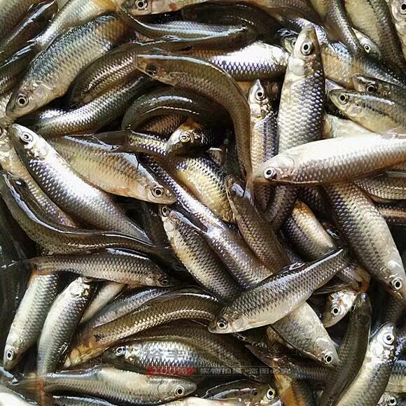 东北小麦穗鱼冷水河鱼开河鱼包邮