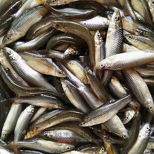 东北小麦穗鱼冷水鱼开河鱼黑龙江麦穗鱼河鱼淡水鱼包邮鲜活速冻