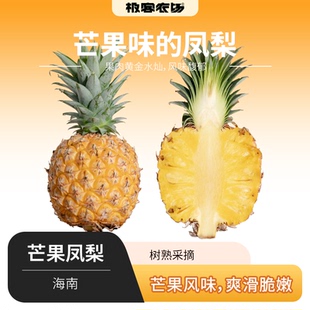 海南芒果凤梨 树熟当季新鲜现摘菠萝芒果香小凤梨 顺丰/JD随机发