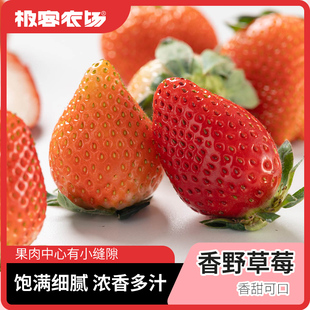 高山香野草莓 | 国外引进品种 香气浓郁 汁水充盈  果肉细腻香甜