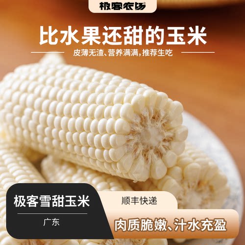 极客雪甜玉米丨比水果还甜的玉米 脆嫩多汁 皮薄无渣 推荐生吃 SF