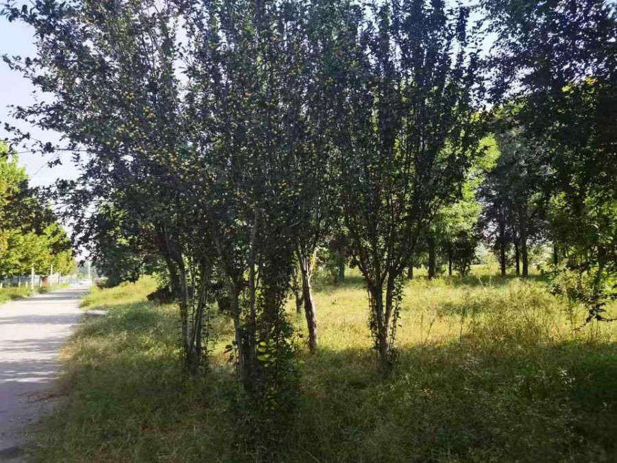 1月29日聊城一宗土地及其之上全部附着物网络拍卖公告