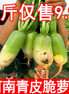 新鲜河南沙窝脆甜青萝卜生吃微辣农家自种蔬菜非潍坊水果萝卜包邮
