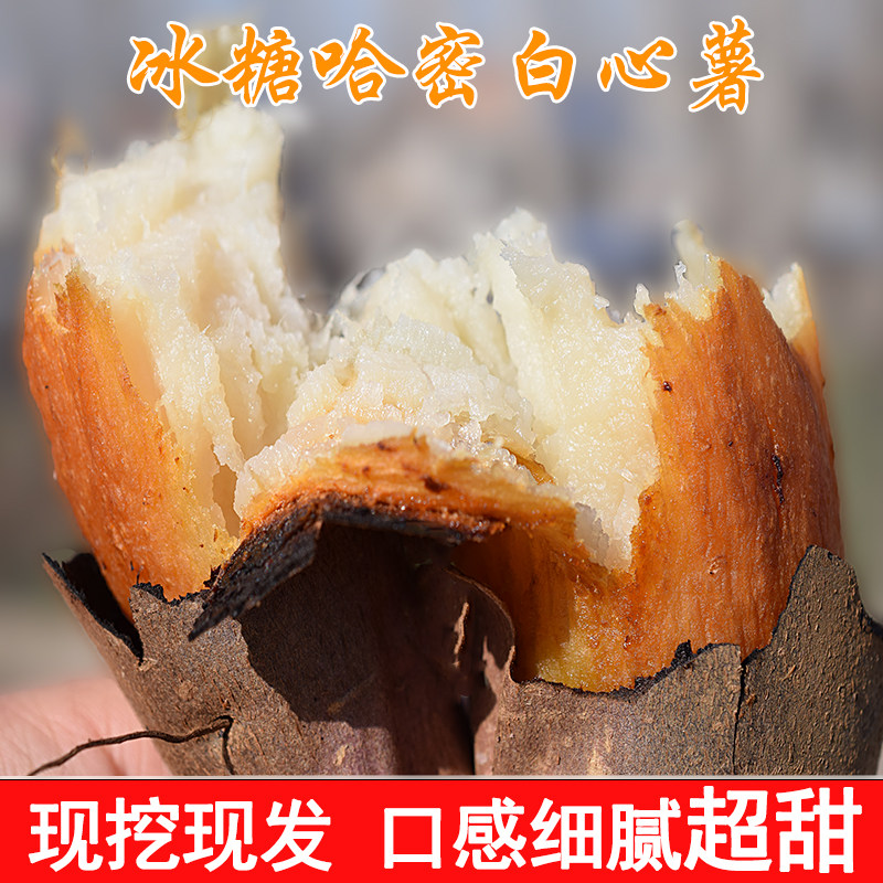 自种哈密冰糖薯沙地新鲜现挖白心糖心蜜薯白玉红薯超甜地瓜番薯