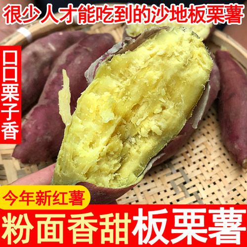 现挖干面陕西板栗薯黄心红薯