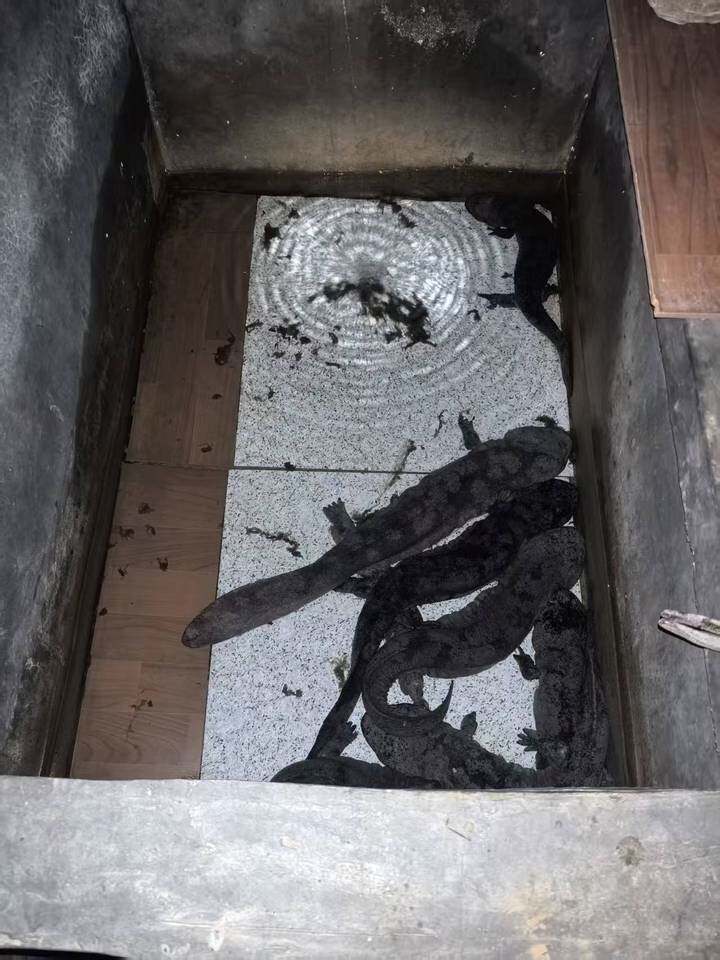 3月25日安康市变卖约1000斤人工养殖大鲵