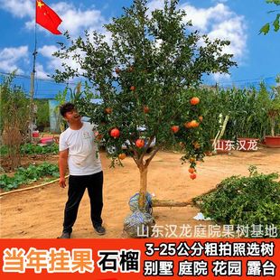 大红袍石榴树庭院果树突尼斯软籽石榴苗南北方栽种当年结果带土球