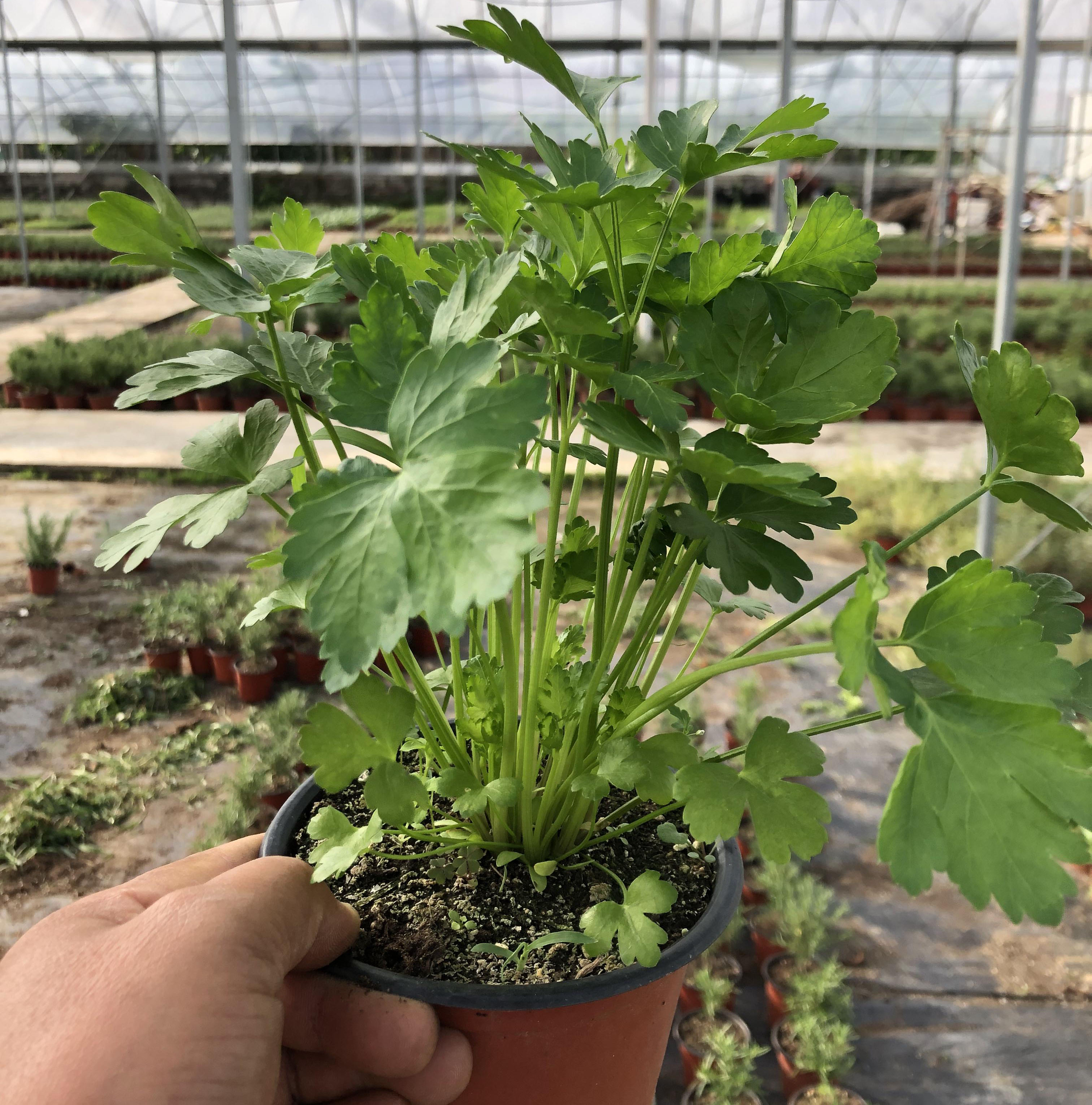 新品意大利欧芹洋芫荽香芹苗香草盆栽可食用植物调味调料新鲜包邮 鲜花速递/花卉仿真/绿植园艺 绿植 原图主图