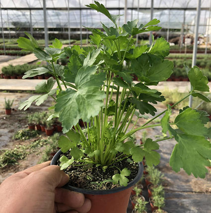 新品意大利欧芹洋芫荽香芹苗香草盆栽可食用植物调味调料新鲜包邮
