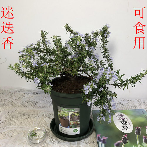 耐寒匍匐盆栽驱蚊开花芳香植物