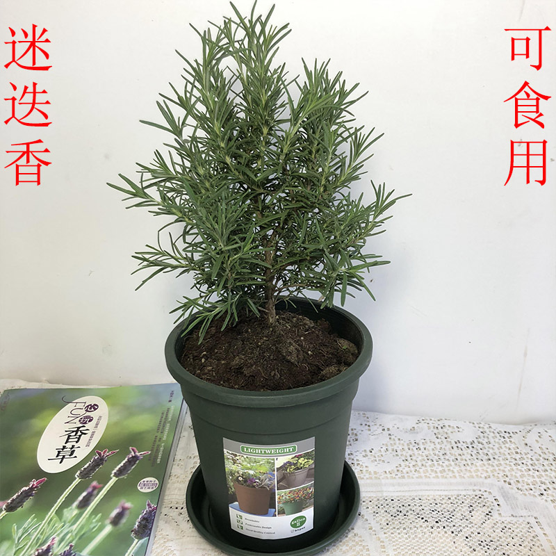 四季迷迭香盆栽可食用香草植物绿植百里香盆栽西餐调料驱蚊包邮