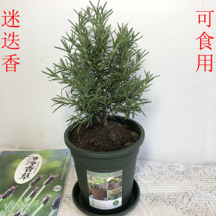 费 免邮 迷迭香盆栽可食用香草植物绿植百里香盆栽西餐调料驱蚊 四季