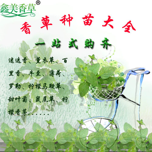 牛至薰衣草罗勒甜叶菊马鞭草薄荷