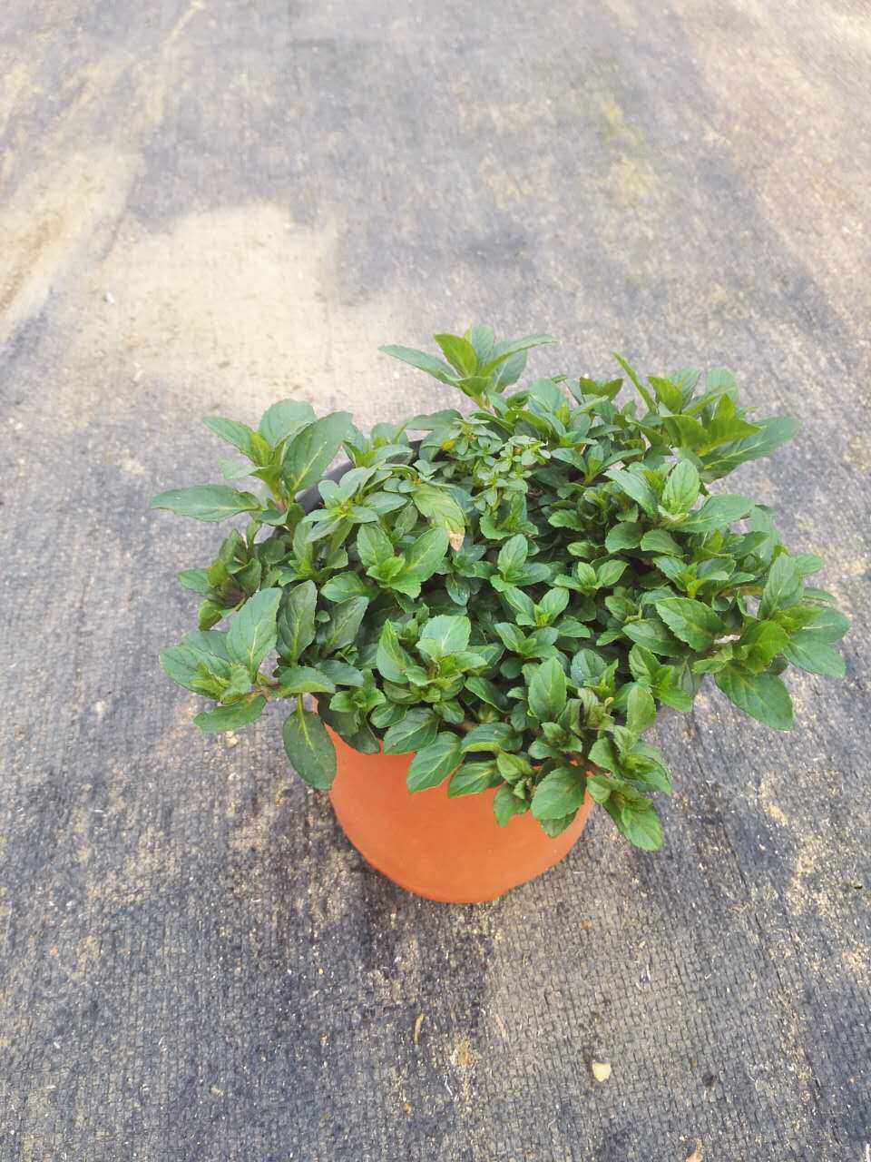 四季胡椒薄荷绿植盆栽苗西餐酱料食用观赏清凉薄荷苗调酒装饰包邮