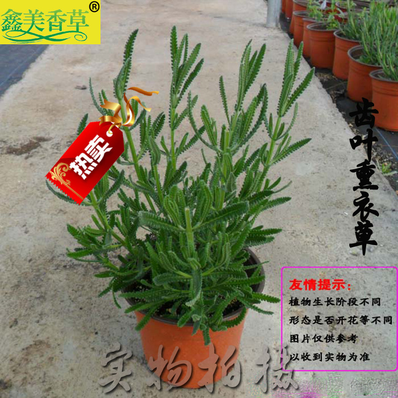 薰衣草盆栽植物香草绿植齿叶薰衣草开花庭院食用观赏包邮