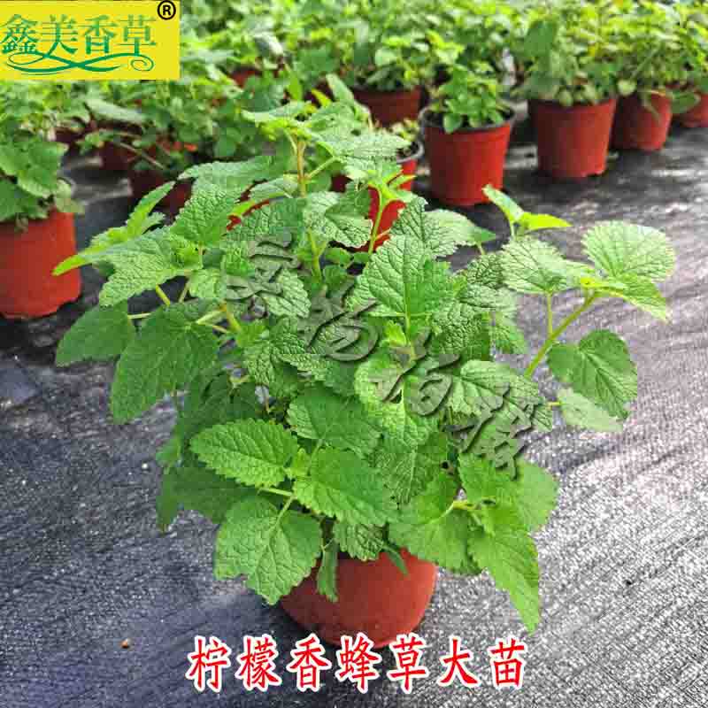 春季上新柠檬香蜂草植物柠檬薄荷盆栽薄荷苗泡茶花卉绿植香草盆栽