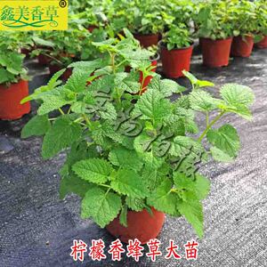 春季上新柠檬香蜂草植物柠檬薄荷盆栽薄荷苗泡茶花卉绿植香草盆栽