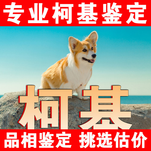 【柯基鉴定】24H鉴定1V1●不卖狗