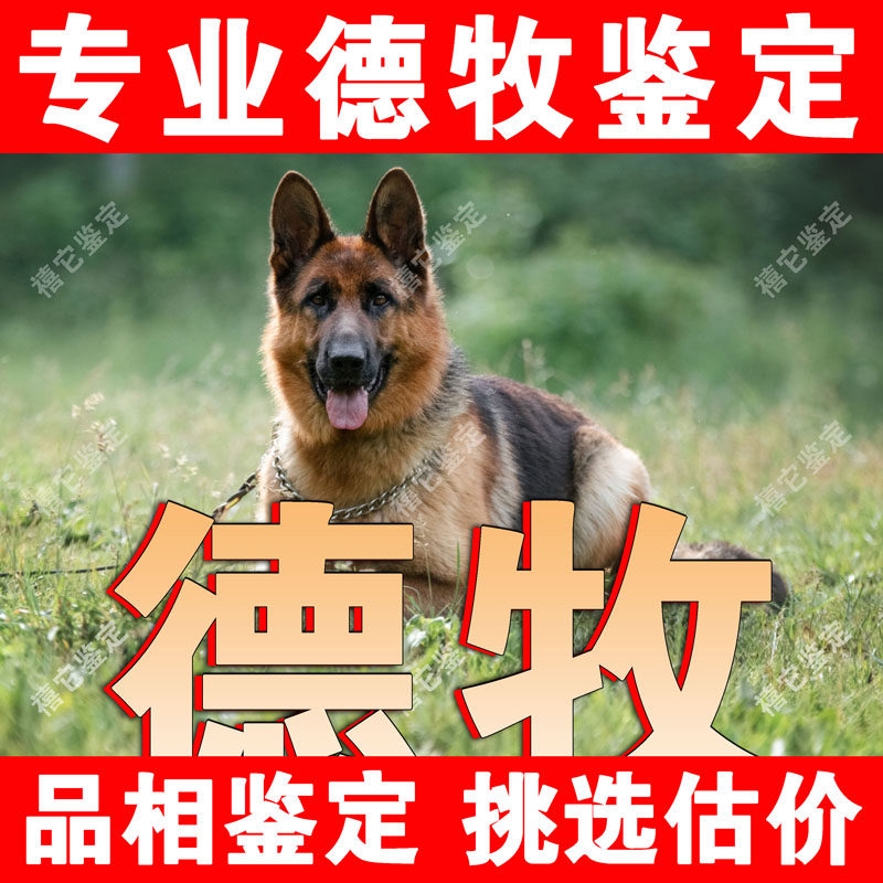 德牧犬狗品相鉴定师宠物品种鉴别挑选弓背平背东德西德品相鉴定,宠物/宠物食品及用品,宠物训练,淘宝优惠券,粉丝福利购,淘宝优惠卷