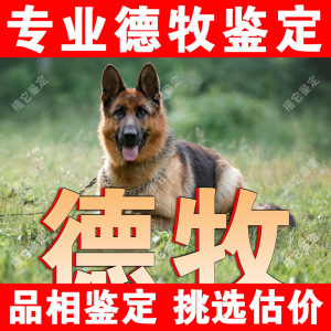 【德牧鉴定】24H鉴定1V1●不卖狗