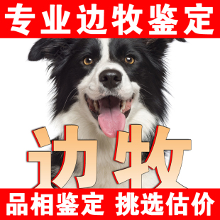 边牧品相鉴定估价猫狗品相宠物鉴定师金色边牧陨石色边牧鉴定
