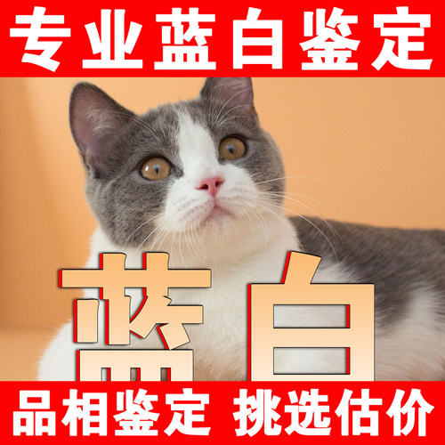 【蓝猫鉴定】24H鉴定1V1●不卖猫