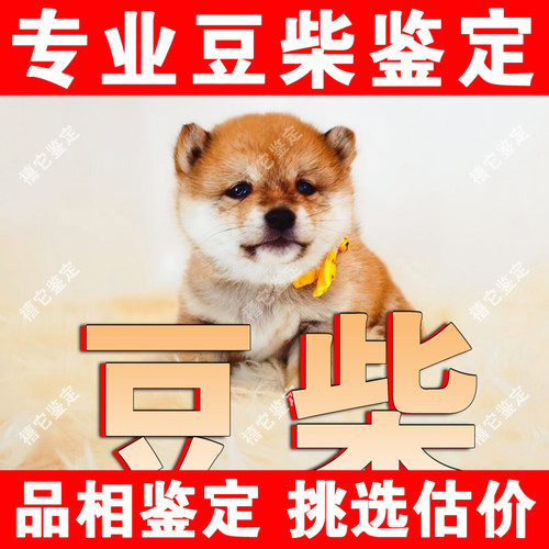 【豆柴鉴定】24H鉴定1V1●不卖狗