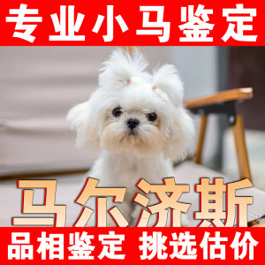 马尔济斯犬品相鉴定估价猫狗品相宠物鉴定马耳他韩版小体马尔济斯