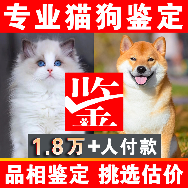 宠物鉴定师咨询猫狗品种品相鉴定估价布偶猫金渐层柴犬边牧鉴定