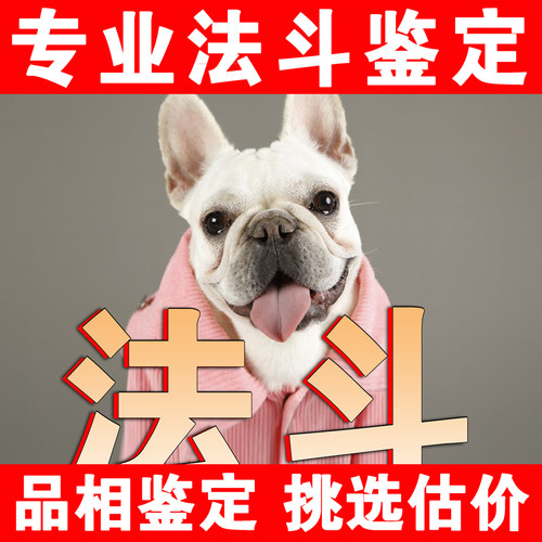 【法斗鉴定】24H鉴定1V1●不卖狗