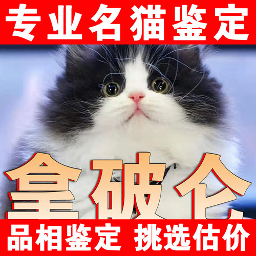 【拿破仑鉴】24H鉴定1V1●不卖猫