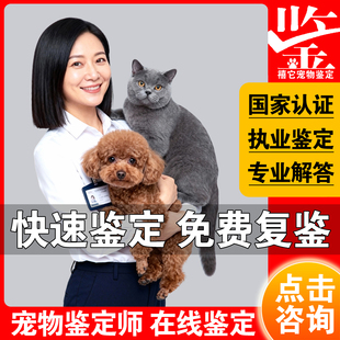 宠物鉴定咨询猫狗品相鉴定猫咪鉴猫猫咪鉴定布偶猫鉴定狗边牧鉴定
