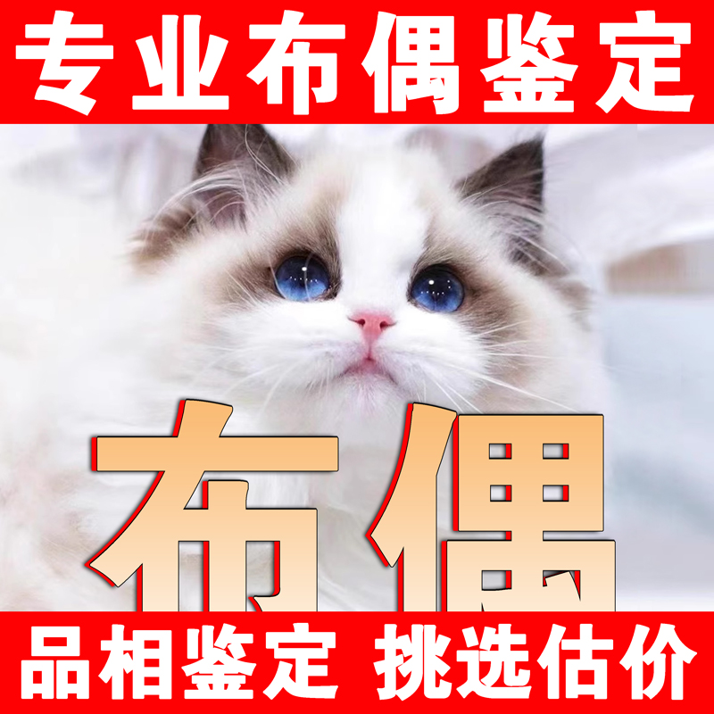 布偶猫品相鉴定估价猫狗品相宠物鉴定师海双蓝双山猫鉴别火焰布偶