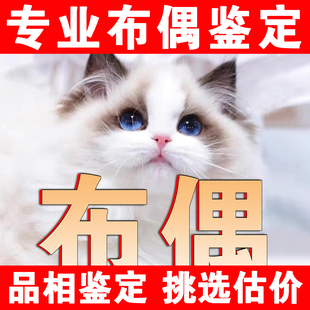 布偶猫品相鉴定估价猫狗品相宠物鉴定师海双蓝双山猫鉴别火焰布偶