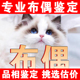 布偶猫品相鉴定估价猫狗品相宠物鉴定师海双蓝双山猫鉴别火焰布偶