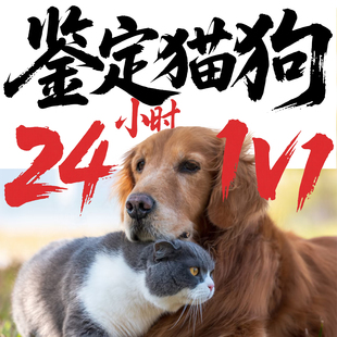 猫狗鉴定品种品相估价鉴别猫狗品种狗估价猫估价猫品相鉴定狗品种