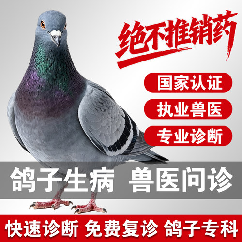 宠物医生在线问诊24小时鸽子问诊看病找异宠医生鸽子问诊鸽子诊断