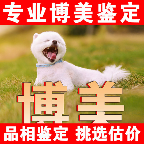 【博美鉴定】24H鉴定1V1●不卖狗