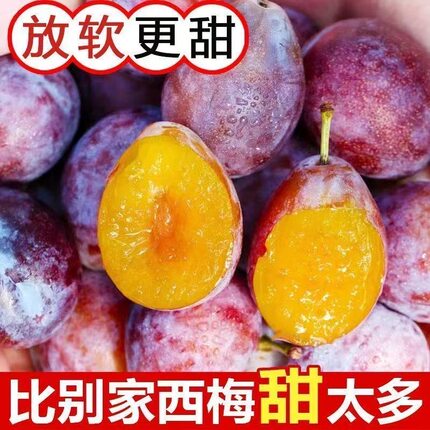 四川新鲜高山西梅应季水果正宗高山酸甜西梅李现摘现发李子