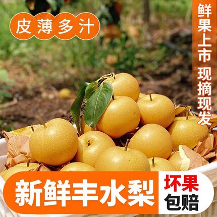 四川汉源丰水梨新鲜水果产地直发10-20斤精品果整箱包邮