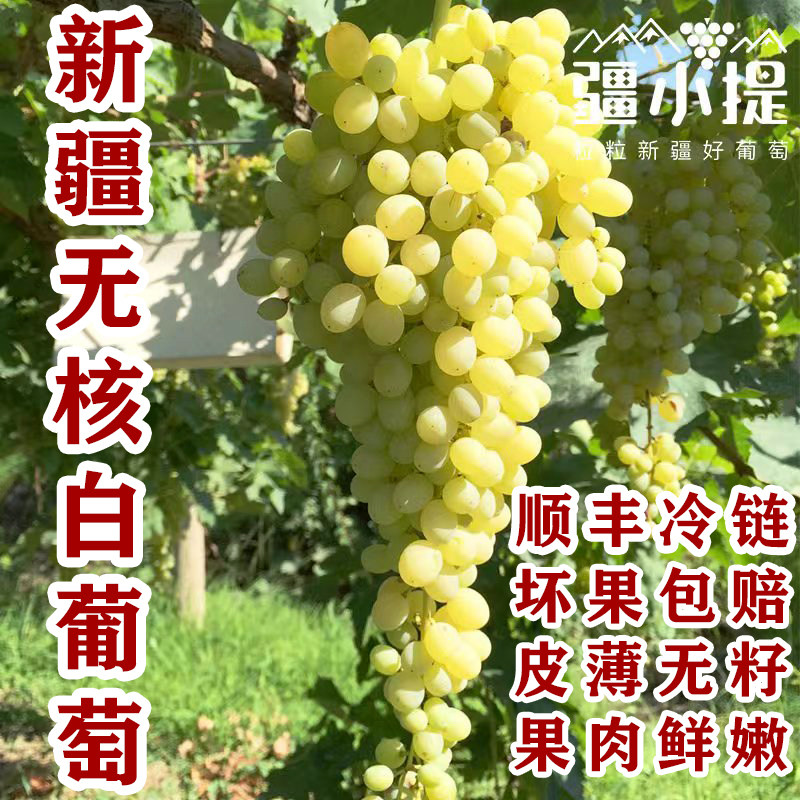 疆小提新疆无核白葡萄顺丰冷链