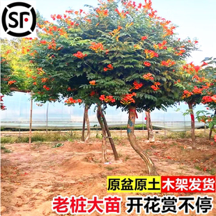 凌霄花爬藤大苗特大号美国植物别墅庭院风景树廊架易活花卉老桩